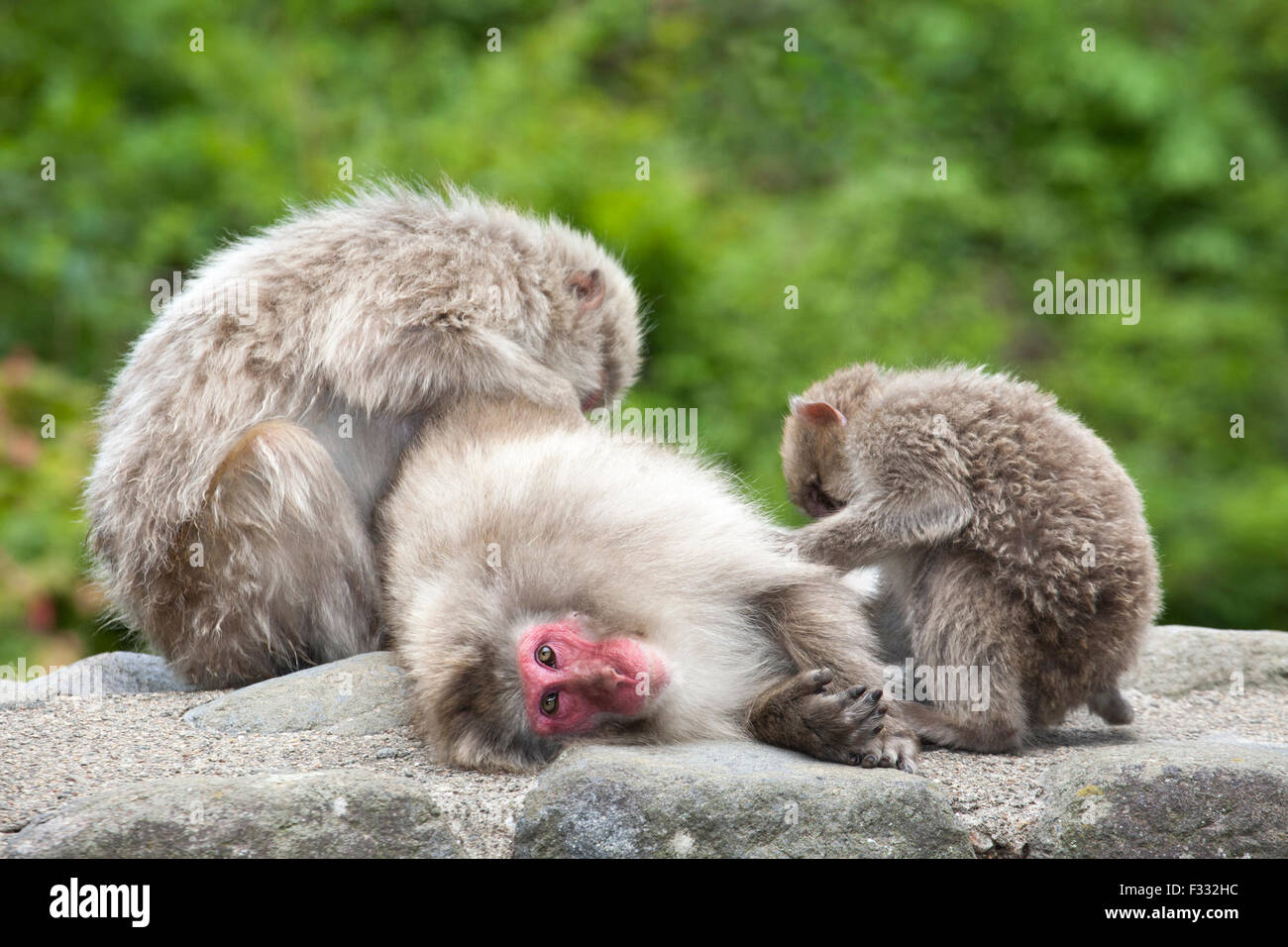 Zwei wilde japanische Makaken (Macaca fuscata), die einen anderen Affen auf einem Felsen im Wald umhertragen, Japanische Alpen, Honshu Island, Japan Stockfoto