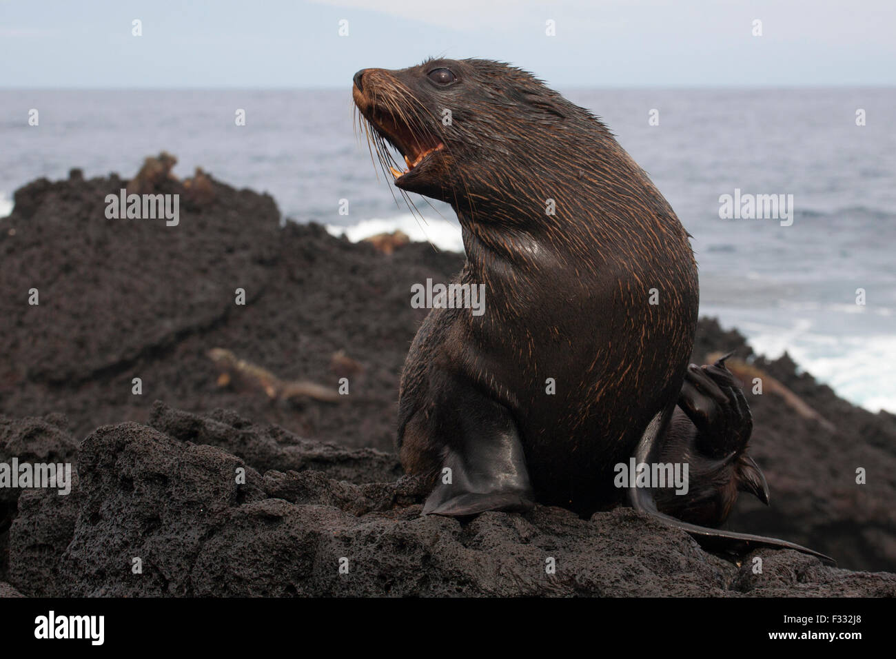 Galapagos Pelzrobben Welpen rufen, an der Küste von Santiago Island, Galapagos National Park. Arctocephalus galapagoensis. Gefährdete Arten. Stockfoto