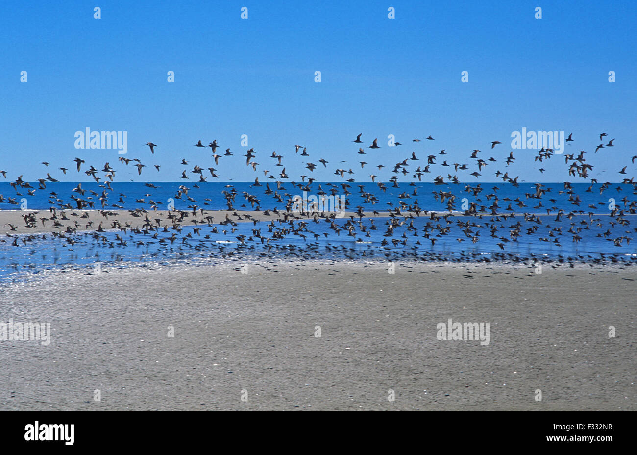 Vögel im Flug über FLUSSMÜNDUNG, WESTERN AUSTRALIA. Stockfoto