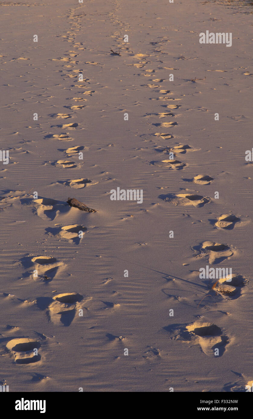 Spuren im Sand, Queensland, Australien Stockfoto