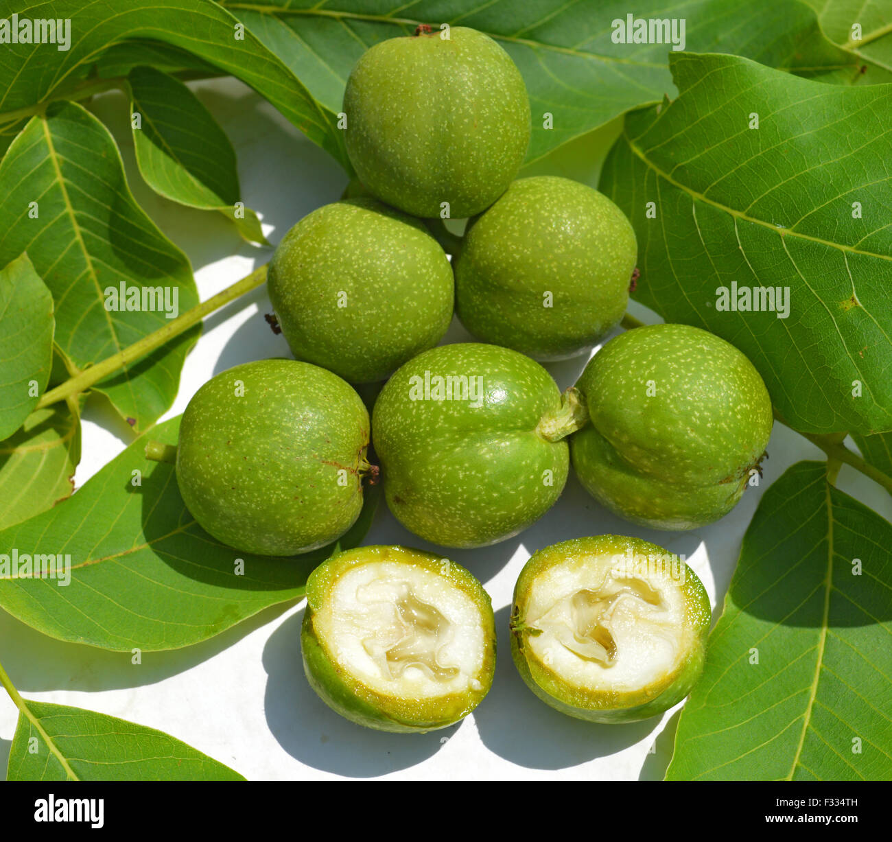 Grüner junge Walnüsse in Schalen und Blätter Stockfoto