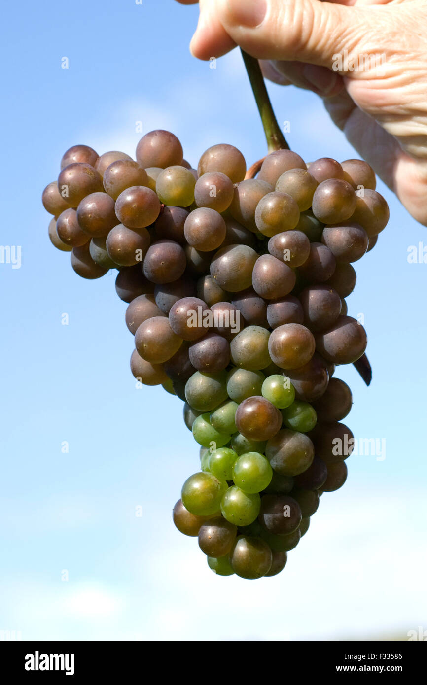 Grauburgunder, Pinot Gris, Grigio, Rulaender, Stockfoto