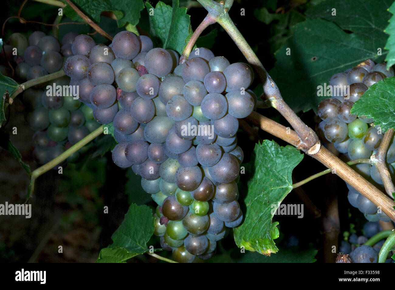 Grauburgunder, Pinot Gris, Grigio, Rulaender, Stockfoto