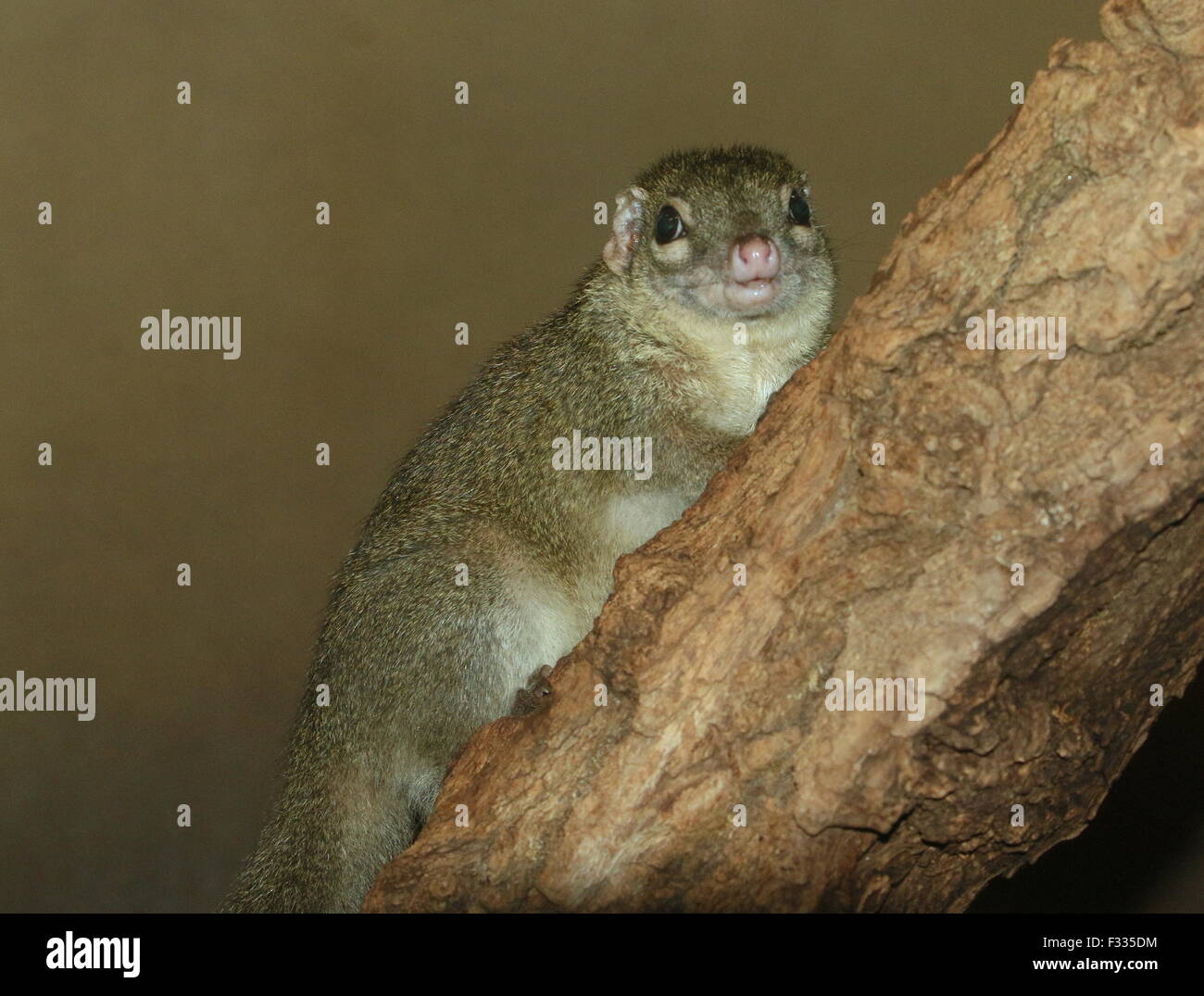 Southeast Asian gemeinsamen Baum Spitzmaus (Modellorganismus Glis) Stockfoto