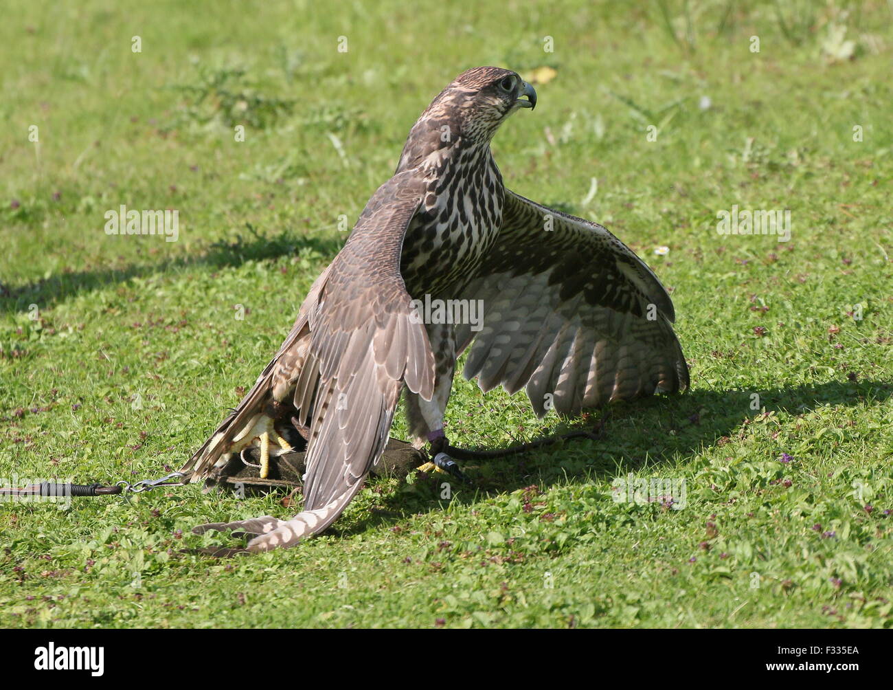 Saker Falcon Erfassung Köder an einer Schnur und Abschirmung es während einer Raubvogel-Show im Zoo von Beekse Bergen, Niederlande Stockfoto