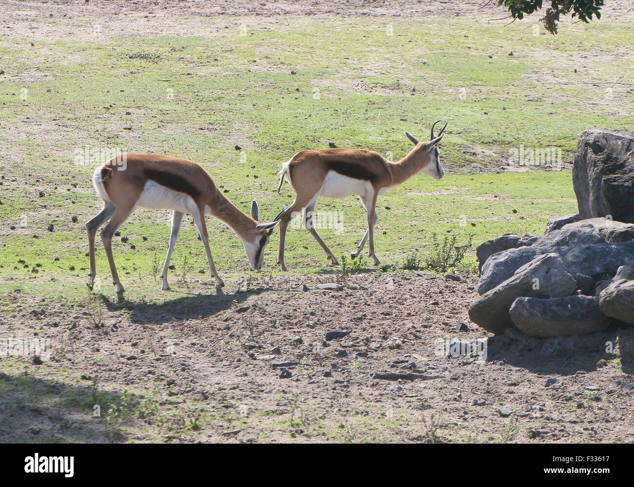 Zwei südafrikanische Springbock Antilopen (Antidorcas Marsupialis