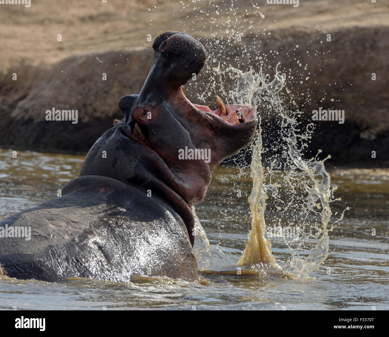 Flusspferd (Hippopotamus amphibischen) mit breiten öffnen Narok County Mund, Masai Mara National Reserve, Kenia Stockfoto