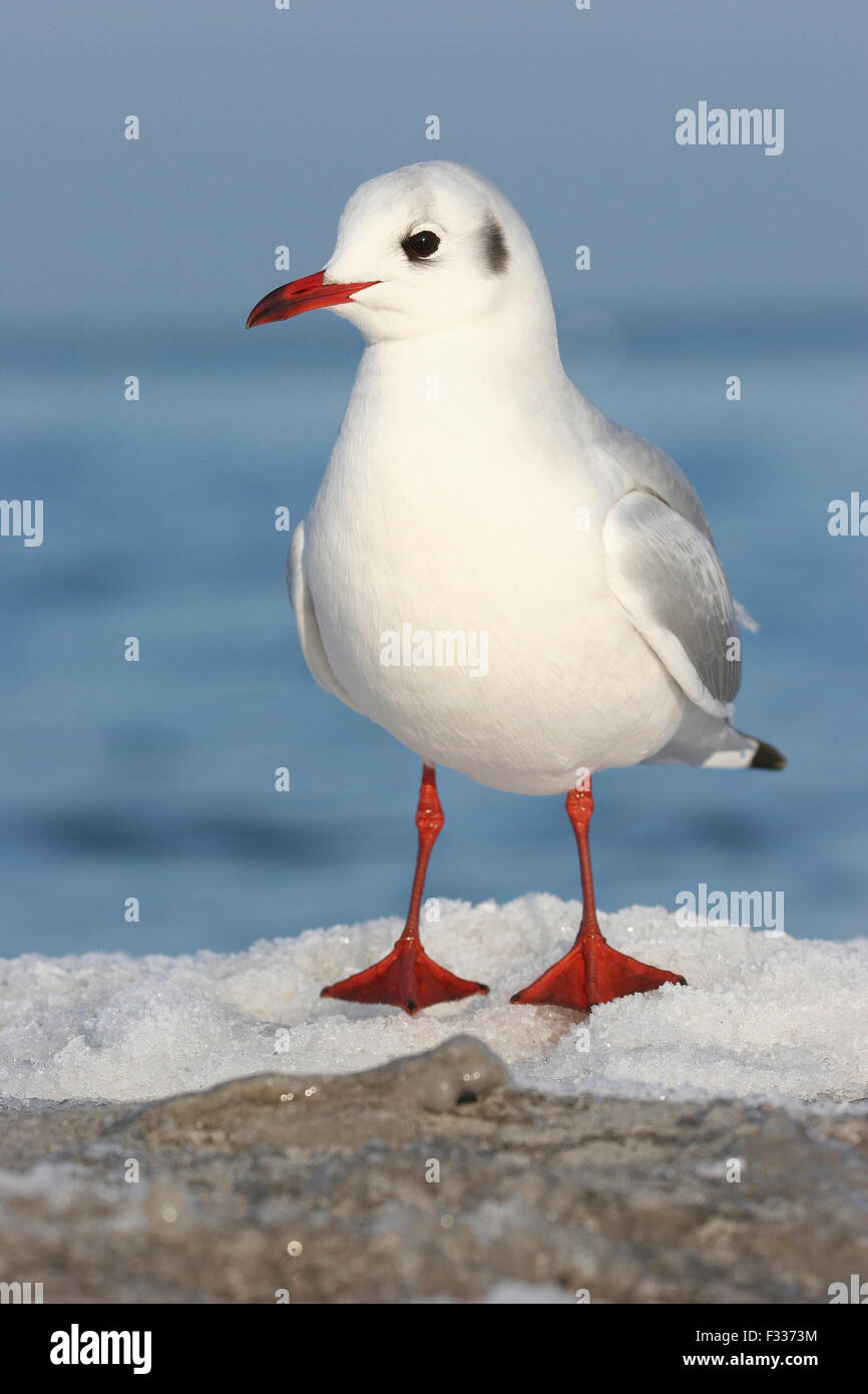 Lachmöwe (Larus Ridibundus, Winterkleid, Mecklenburg-Western Pomerania, Deutschland Stockfoto