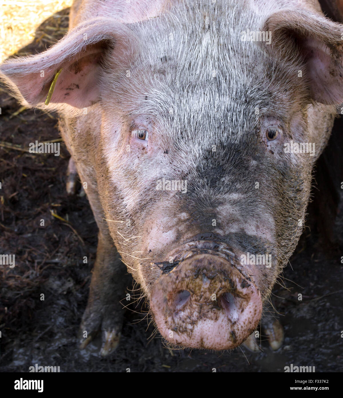 Eine große Schweinefleisch essen im Schweinestall. Stockfoto
