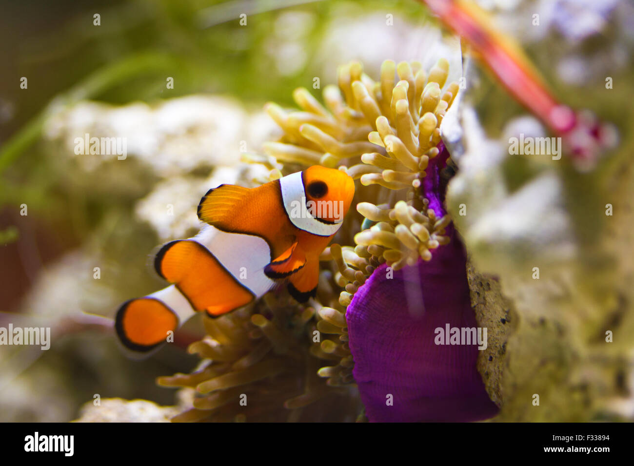 einzelne Clownfische im Meerwasseraquarium Stockfoto