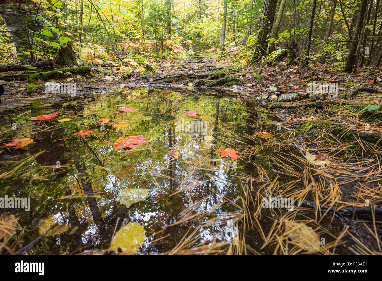 Umliegenden Bäume spiegeln sich in einem kleinen Wald Pfütze voll mit Ahorn-Blätter und Nadeln, Killarney, Kanada Stockfoto