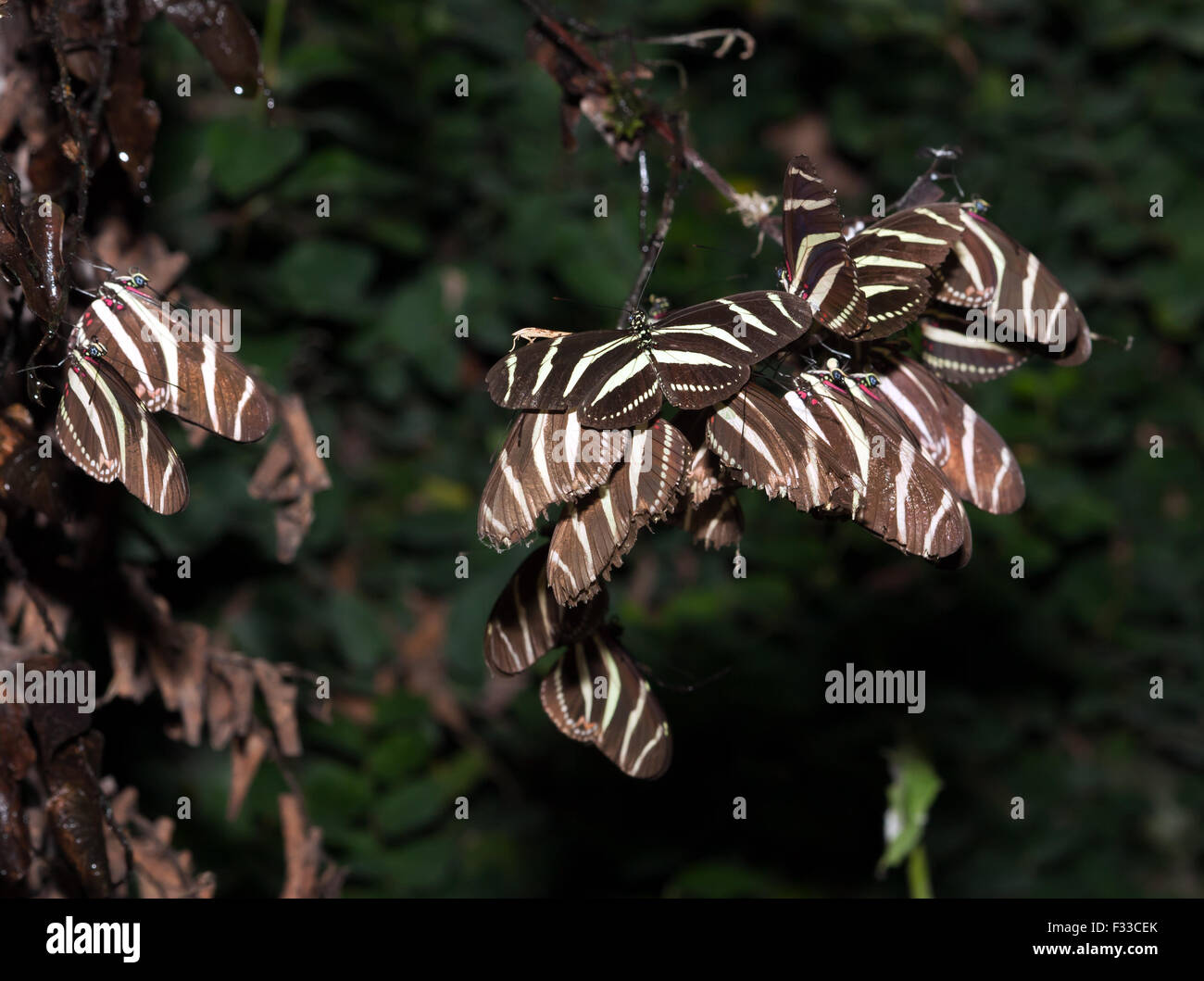 Blick auf eine Gruppe von Zebra Longwing Schmetterlinge Wingham Wildlife Park. Stockfoto