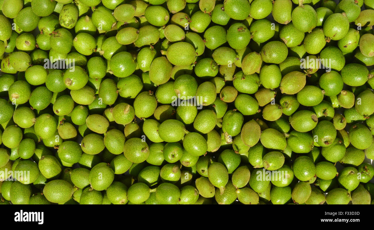 Viel Grün junge Walnüsse in Schalen als Hintergrund Stockfoto