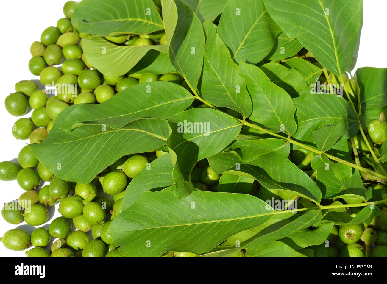 Grüner junge Walnüsse in Schalen und Blätter Stockfoto