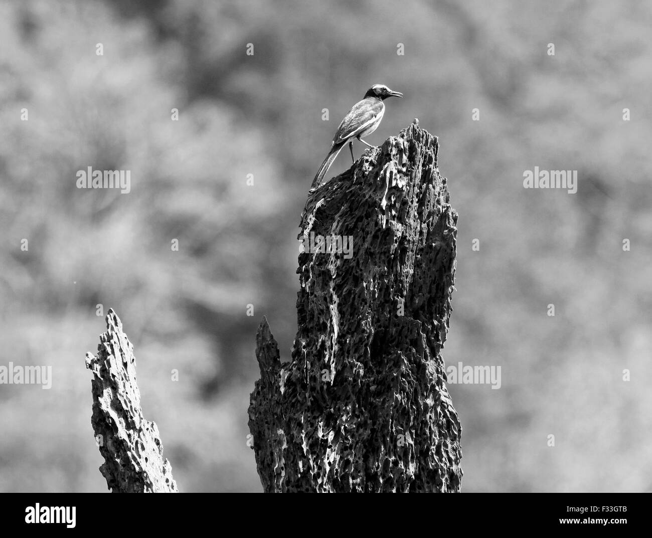 Periyar Tiger Reserve Stockfoto