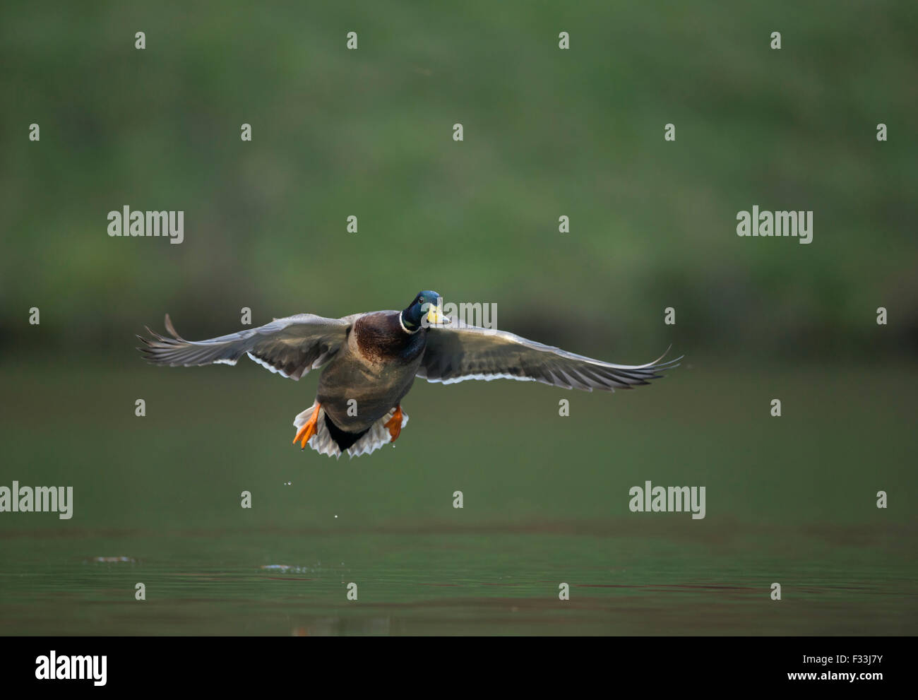 Flug Schuss eine männliche Stockente / wilde Ente / Stockente (Anas Platyrhynchos) kurz vor der Landung auf einem natürlichen Teich. Stockfoto