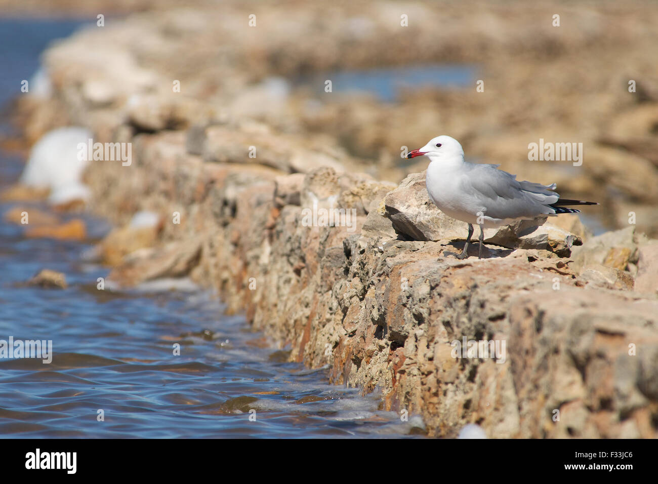 Audouin-Möwe (Ichthyaetus audouinii) in Estany Pudent salinas im Naturpark Ses Salines (Formentera, Balearen, Mittelmeer, Spanien) Stockfoto