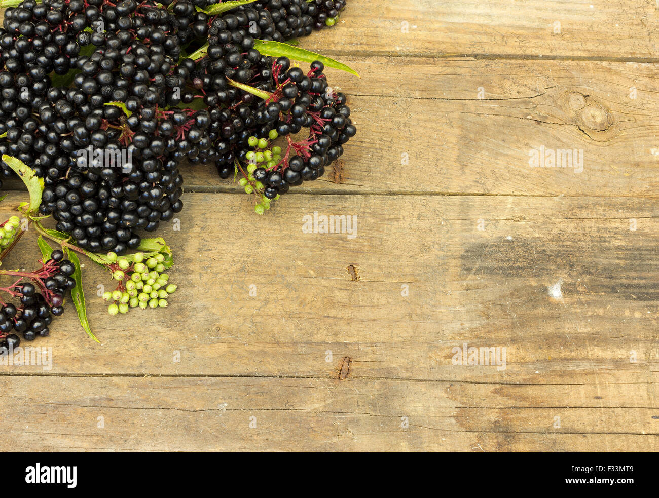 Früchte von Holunder (Sambucus Ebulus) Stockfoto