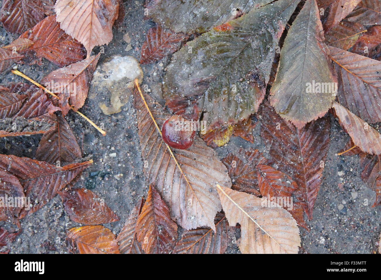 braune nasse Blätter von Kastanien Baum lag auf steinerne Stadt Bürgersteig Stockfoto
