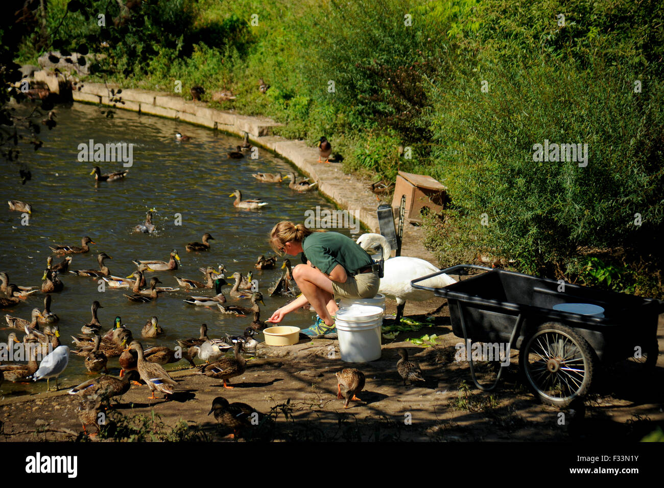 Tierpfleger füttern Enten, Lincoln Park Zoo, Chicago, Illinois Stockfoto
