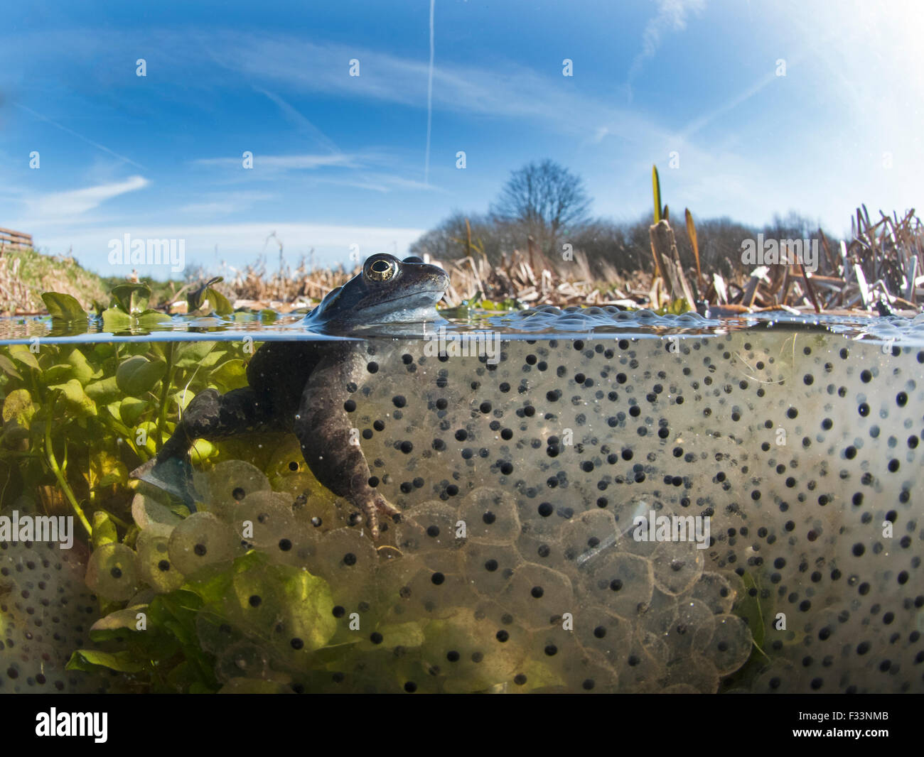Rana temporaria amphibieneier tierwerbung zucht Fotos und