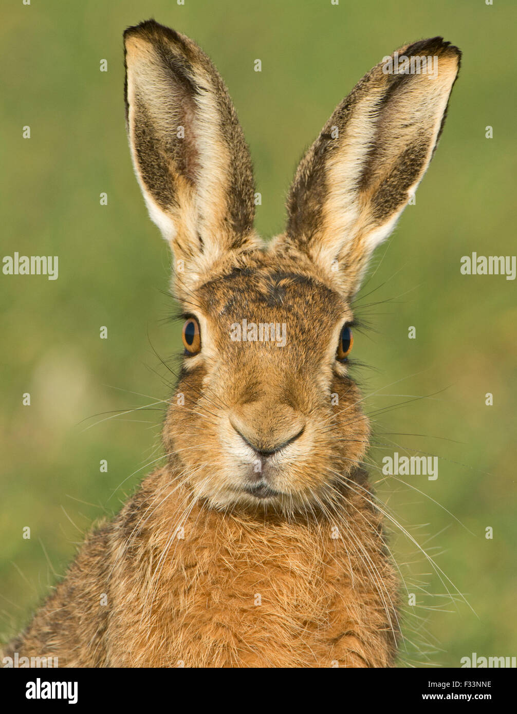 Porträt des braunen Hasen, Lepus Europaeus in Norfolk UK März Stockfoto