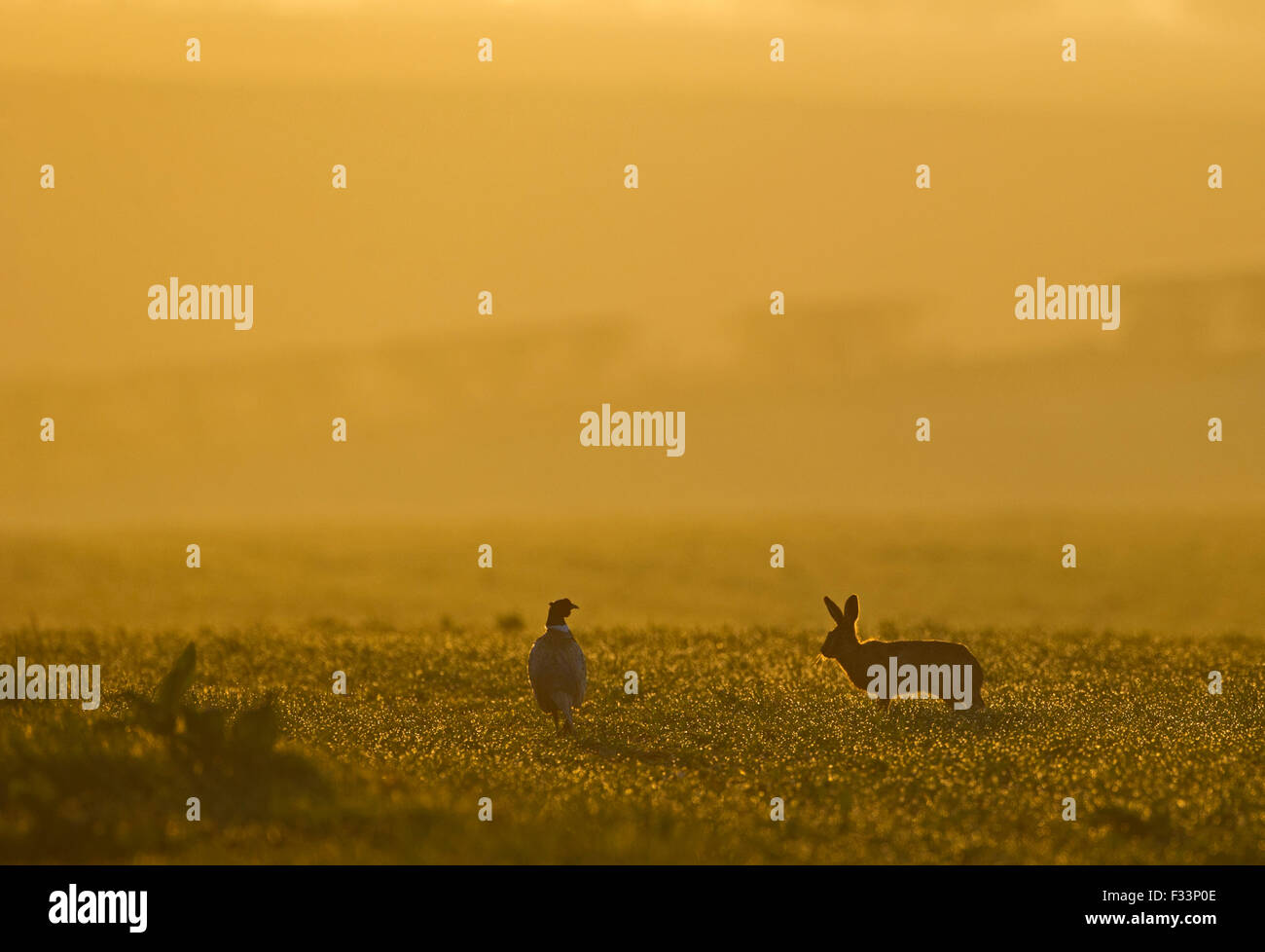 Brauner Hase Lepus Europaeus und Fasan Frühling Norfolk UK Stockfoto