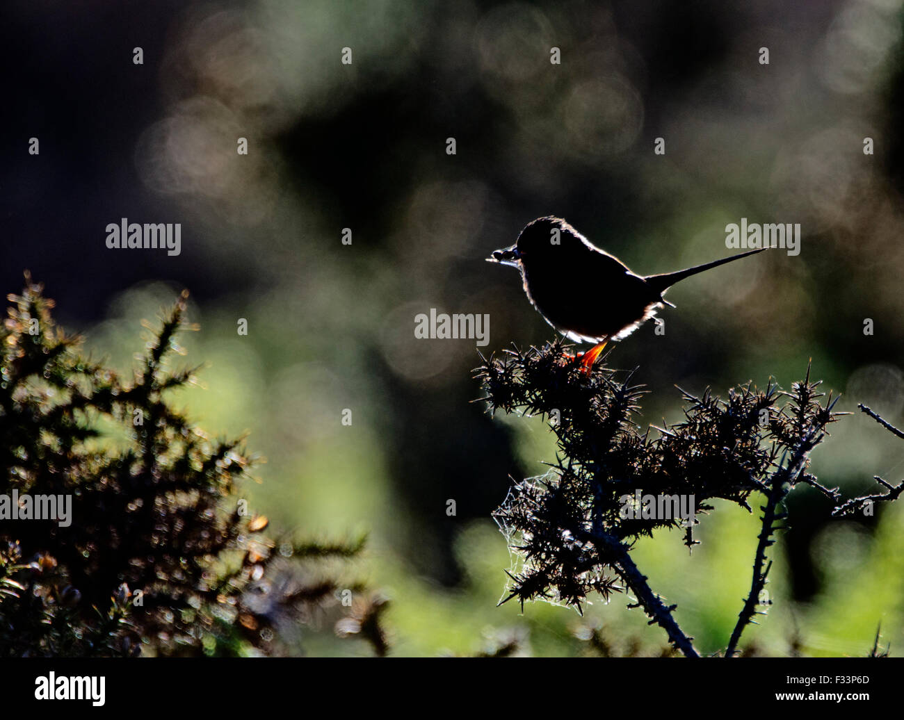 Dartford Warbler Sylvia Undata Arrying Essen, Suffolk Sandlings nest Stockfoto