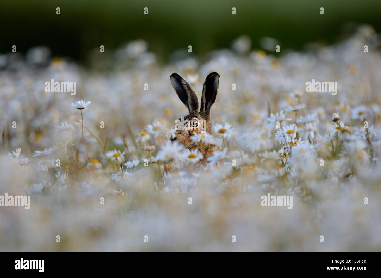 Brauner Hase Lepus Europaeus im Ochsen-Auge Gänseblümchen Norfolk Sommer Stockfoto