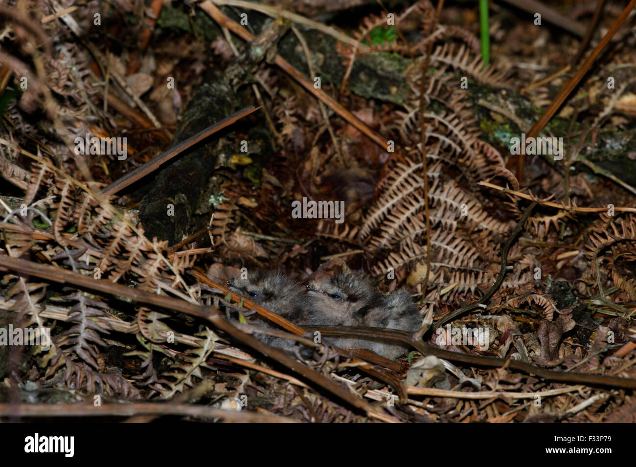 Ziegenmelker Caprimulgus Europaeus 2 Tage alte Küken im Nest kratzen Suffolk Sandlings Frühjahr / Sommer Stockfoto
