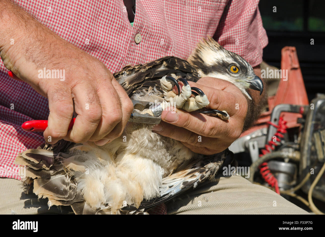 Tim Appleton Bauleiter Rutland Water Klingeln eine bald zum Fischadler Küken aus dem Nest in der Nähe von Rutland Water Juni flügge Stockfoto