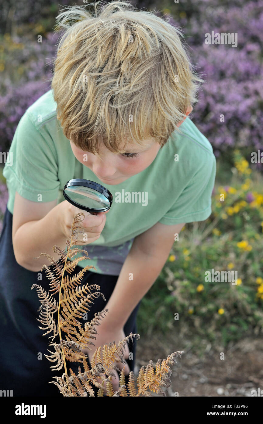 Kleiner Junge auf der Suche nach Insekten mit Lupe auf Heide im Sommer Suffolk Sandlings Stockfoto