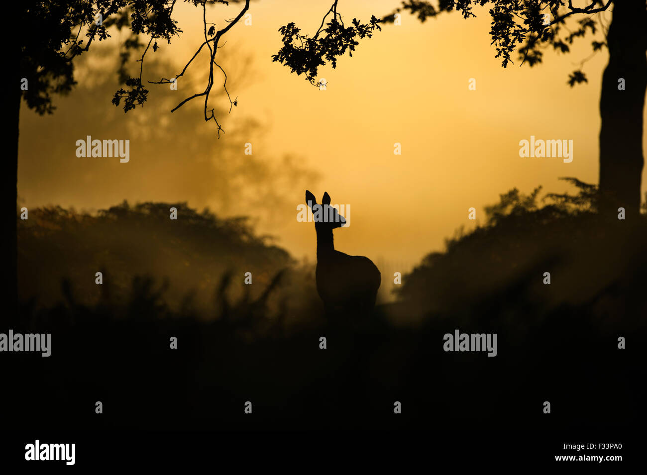 Rothirsch Cervus Elaphus in der Morgendämmerung Richmond Park in London September Stockfoto