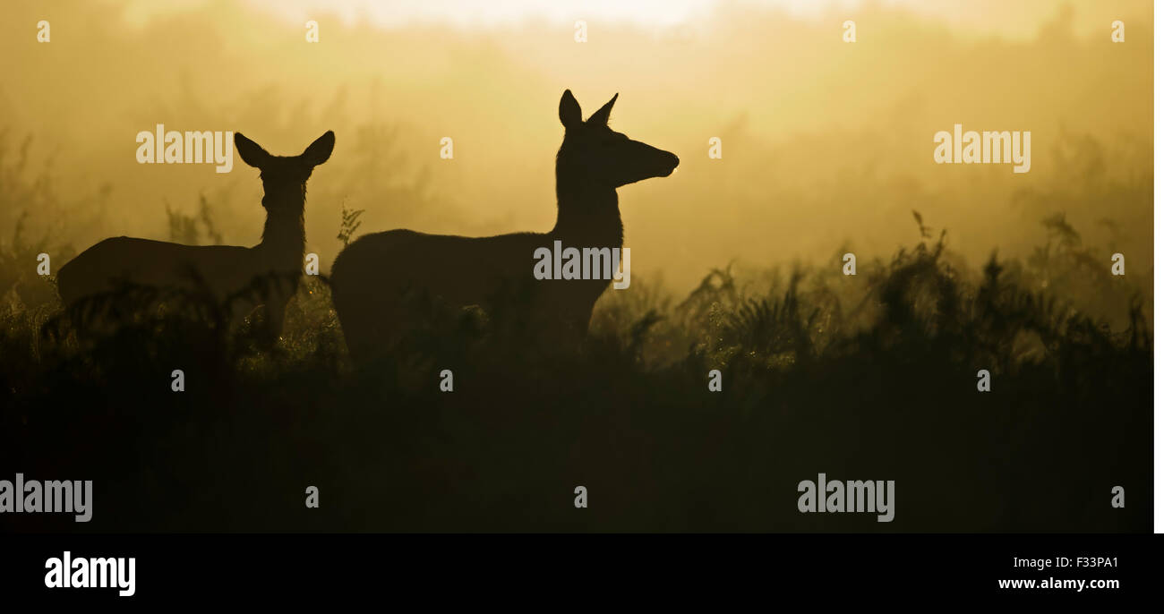 Rothirsch Cervus Elaphus in der Morgendämmerung Richmond Park in London September Stockfoto
