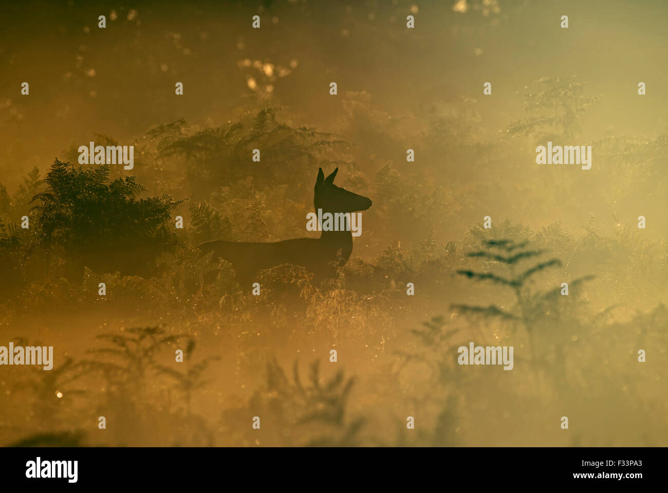 Rothirsch Cervus Elaphus in der Morgendämmerung Richmond Park in London September Stockfoto