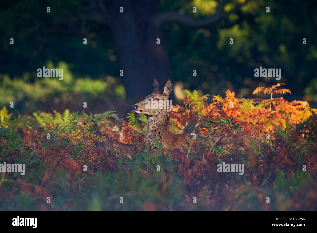 Rothirsch Cervus Elaphus in der Morgendämmerung Richmond Park in London September Stockfoto