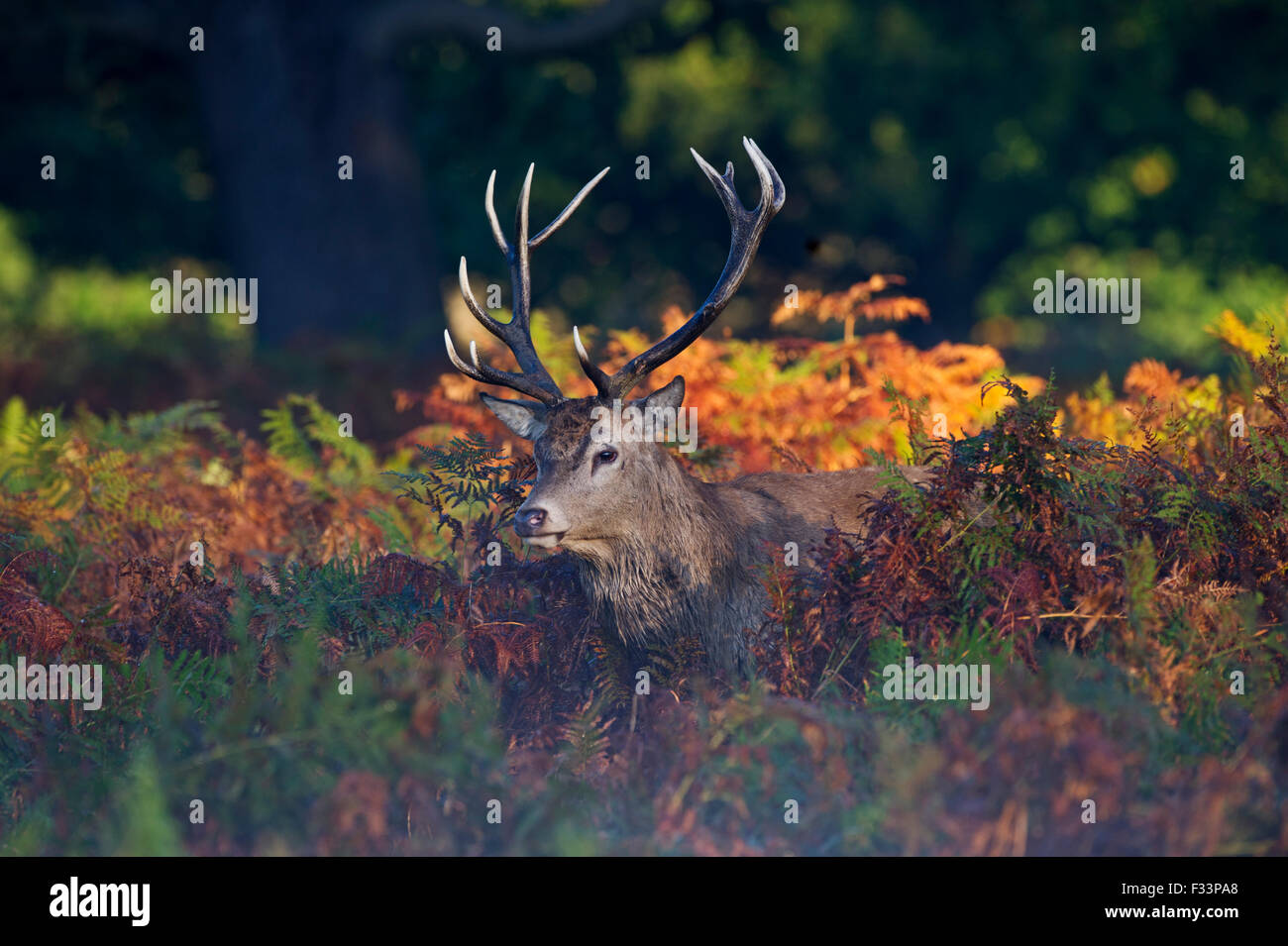 Rothirsch Cervus Elaphus in der Morgendämmerung Richmond Park in London September Stockfoto