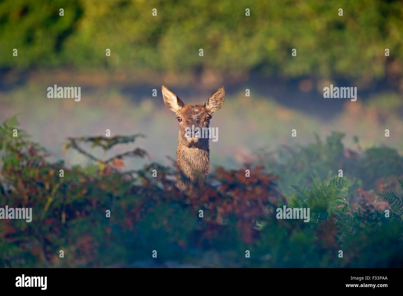 Rothirsch Cervus Elaphus in der Morgendämmerung Richmond Park in London September Stockfoto