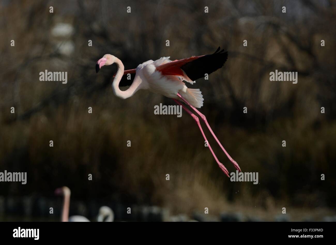Rosaflamingo; Phoenicopterus Roseus; Bird; Rechnung; Nahaufnahme; Camargue; Frankreich; Flamingo Stockfoto