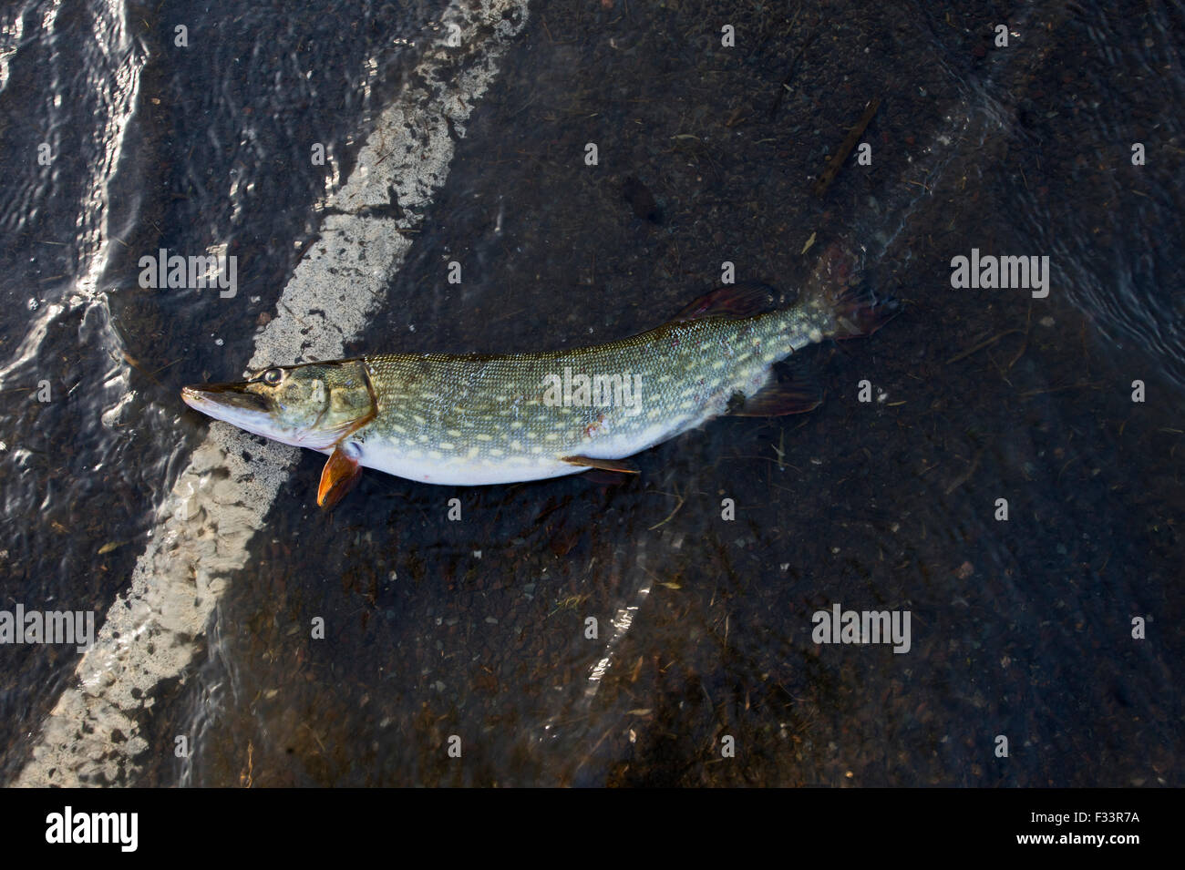 Hecht am Abend des 5. Dezember 2013, Cley NWT Reserve Norfolk als Folge Nordsee Anstieg getötet. Stockfoto