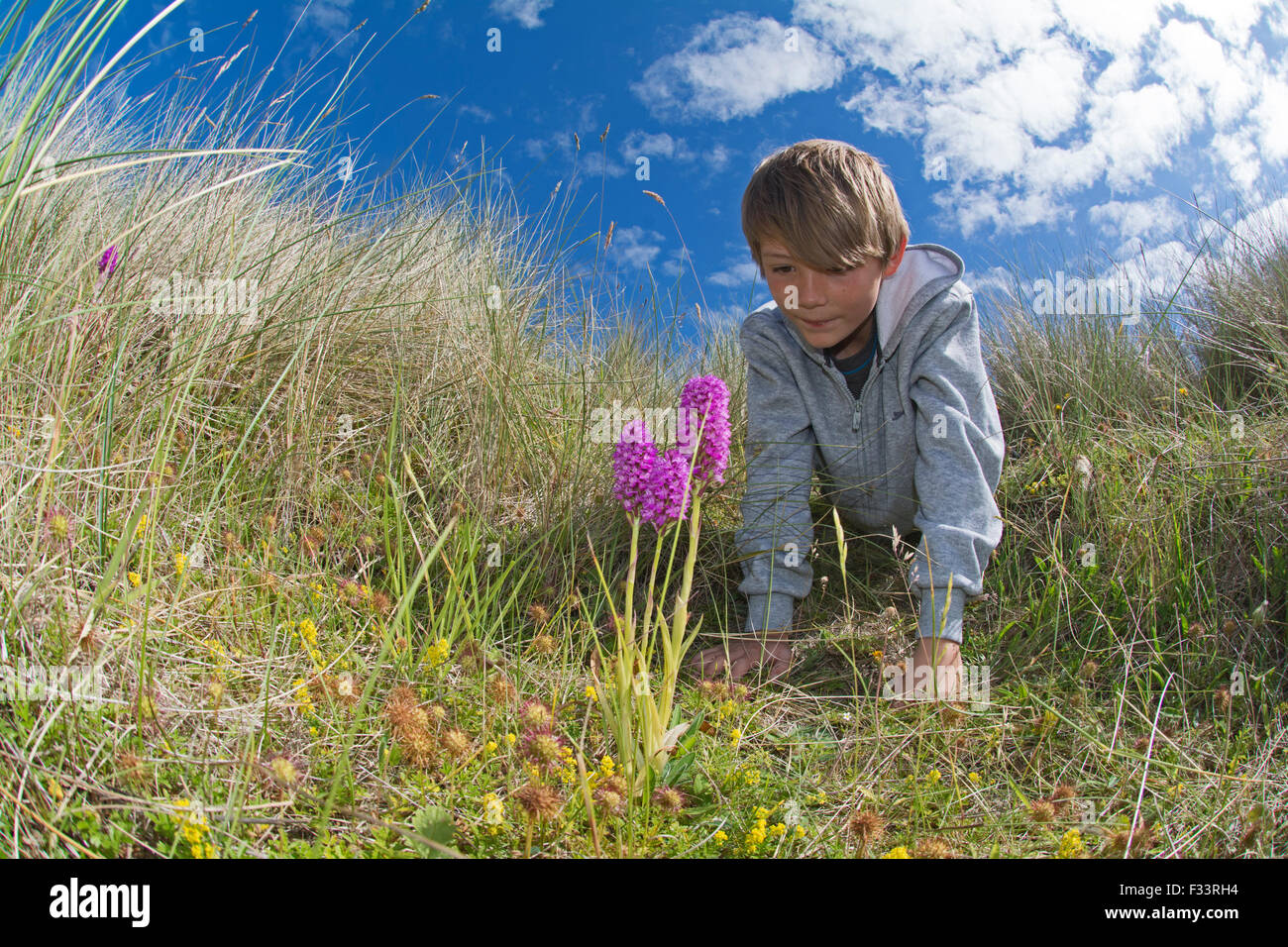 Kleiner Junge betrachtet man pyramidenförmige Orchideen am Naturschutzgebiet in Dünen auf Holy Island Northumberland UK Sommer Stockfoto