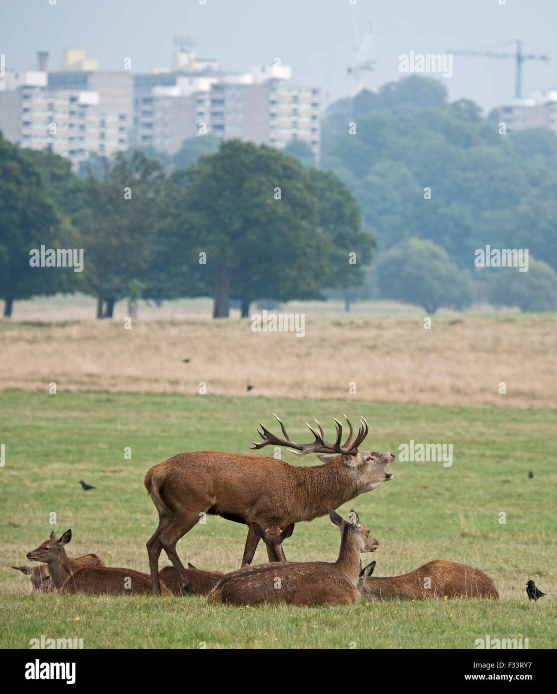 Rothirsch (Cervus Elaphus) Hirsch brüllen während der Brunft, Richmond Park in London September Stockfoto