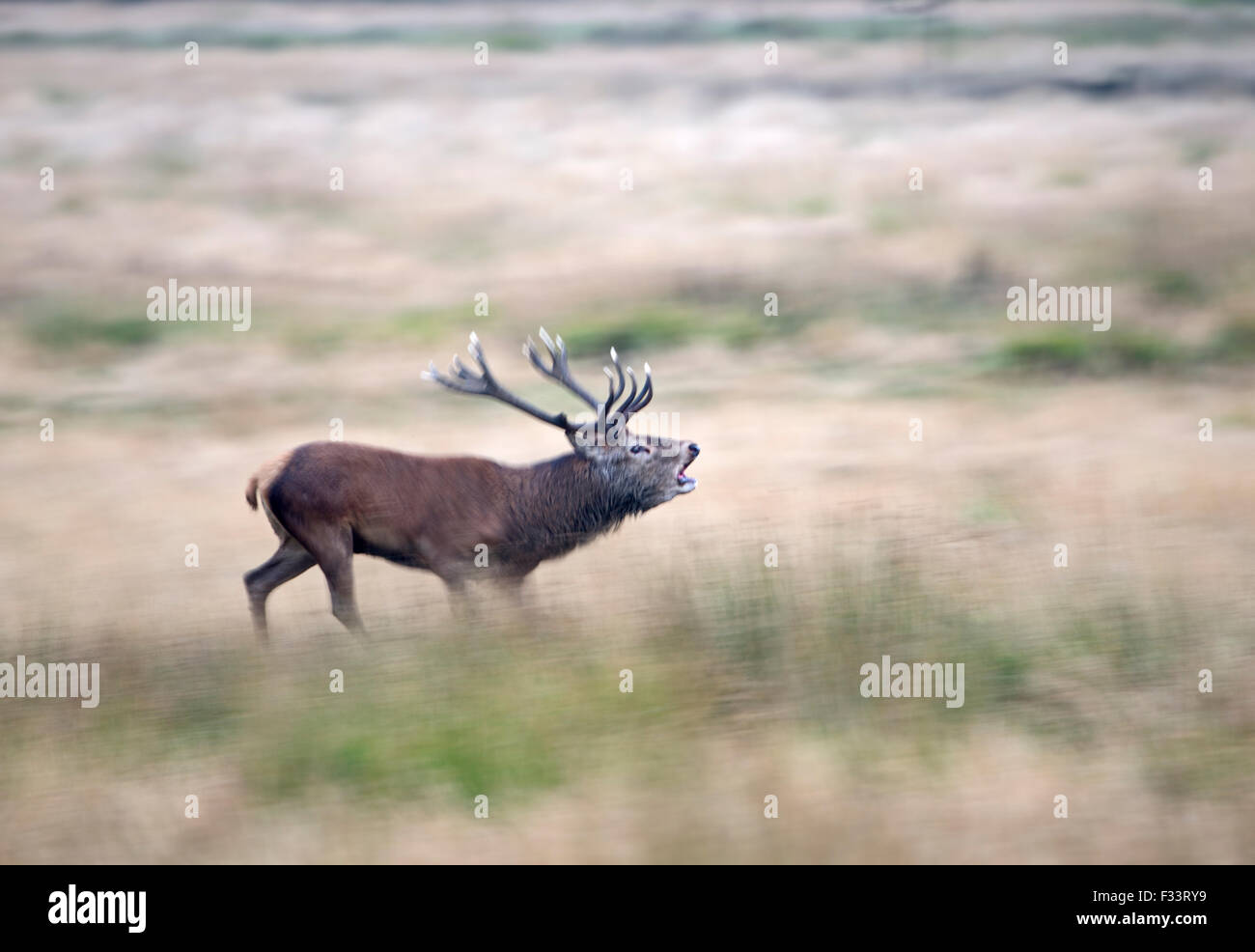 Rothirsch (Cervus Elaphus) Hirsch brüllen während der Brunft, Richmond Park in London September Stockfoto