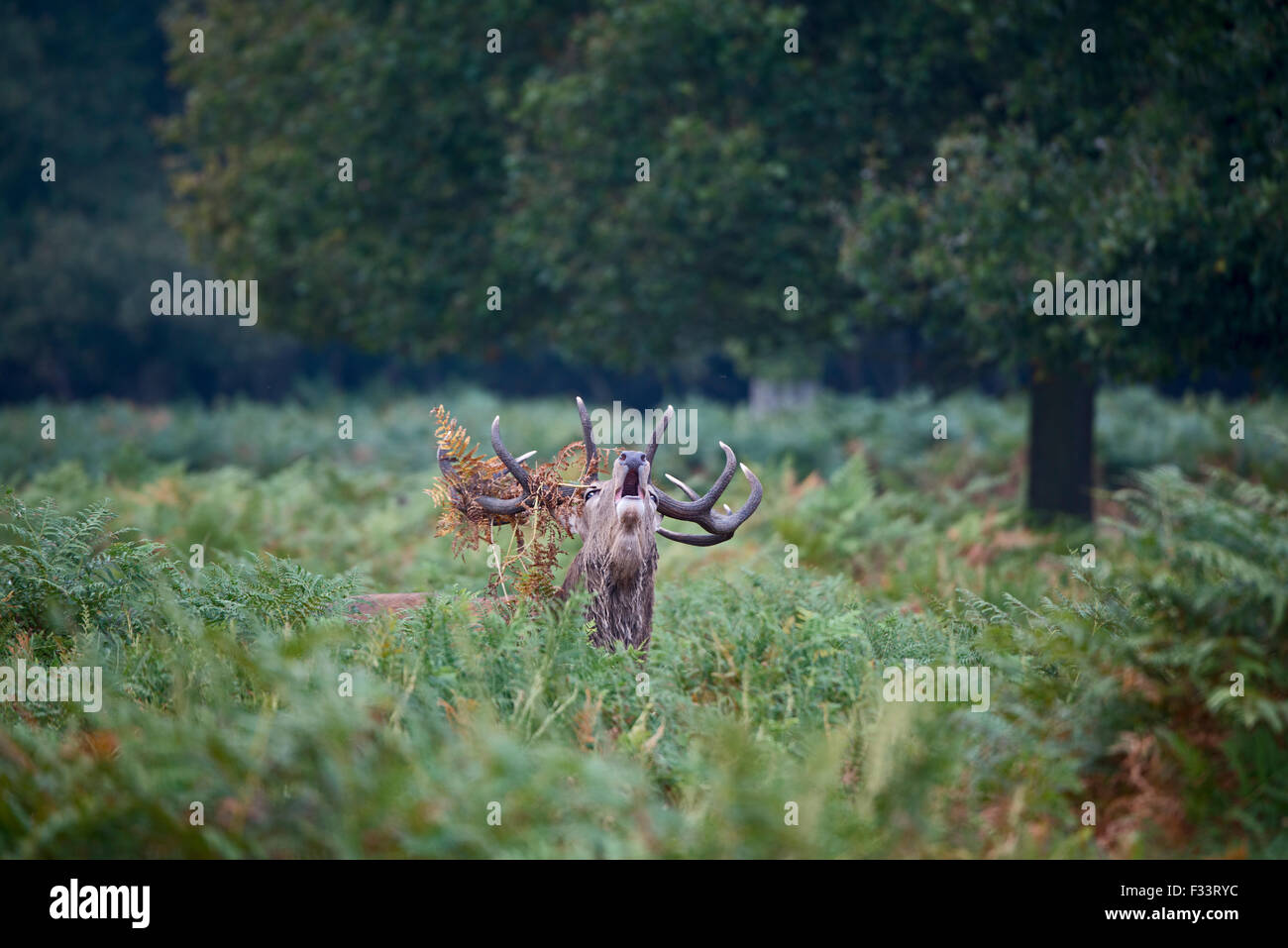 Rothirsch (Cervus Elaphus) Hirsch brüllen während der Brunft, Richmond Park in London September Stockfoto