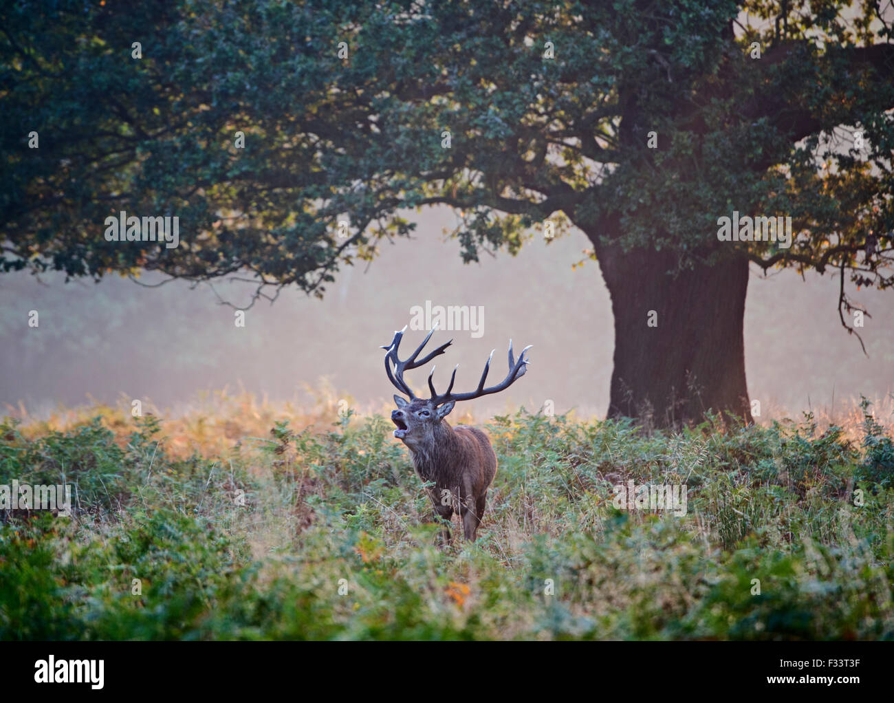 Rothirsch (Cervus Elaphus) Hirsch brüllen während der Brunft, Richmond Park in London September Stockfoto