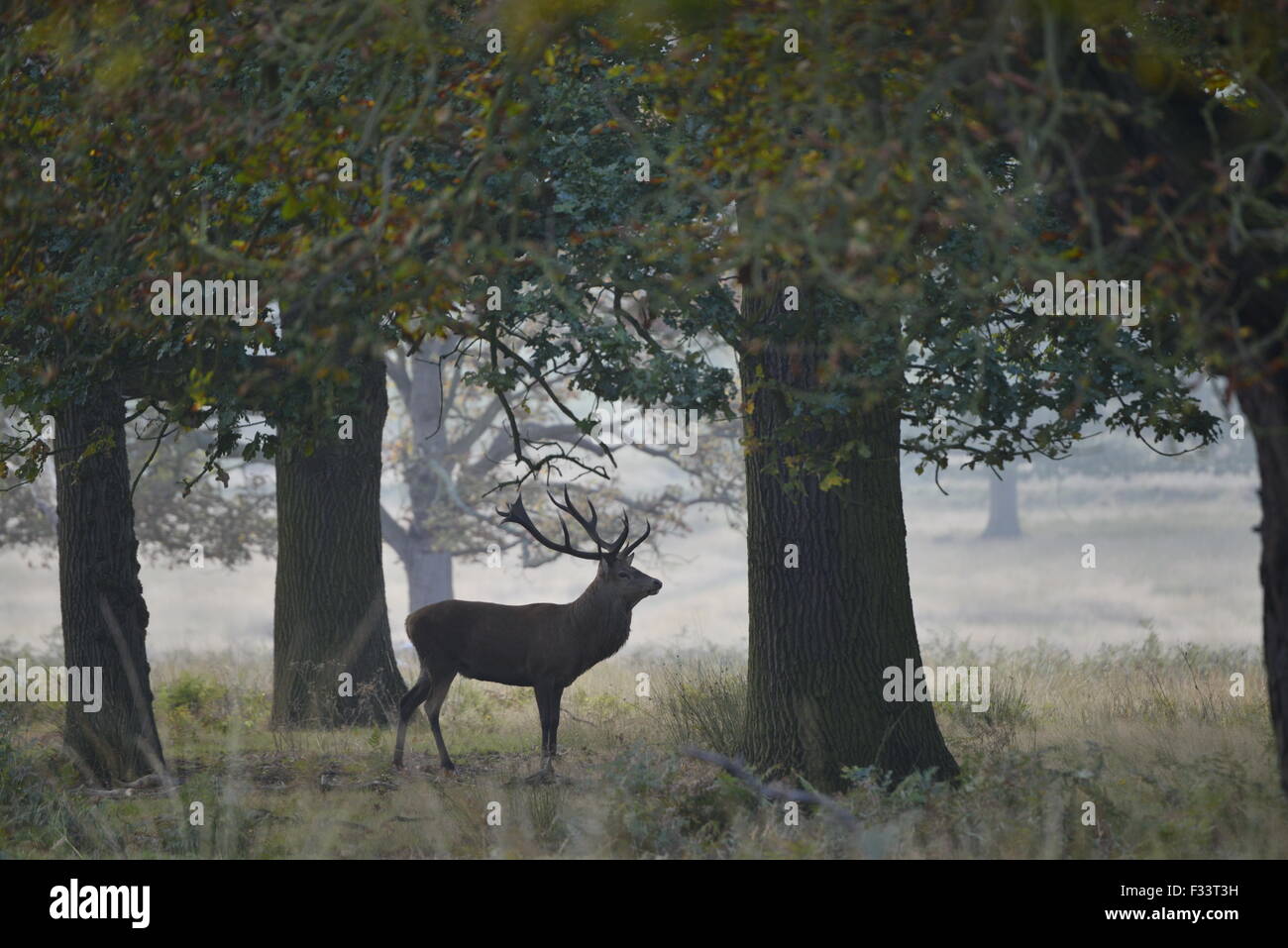 Rothirsch (Cervus Elaphus) Hirsch brüllen während der Brunft, Richmond Park in London September Stockfoto