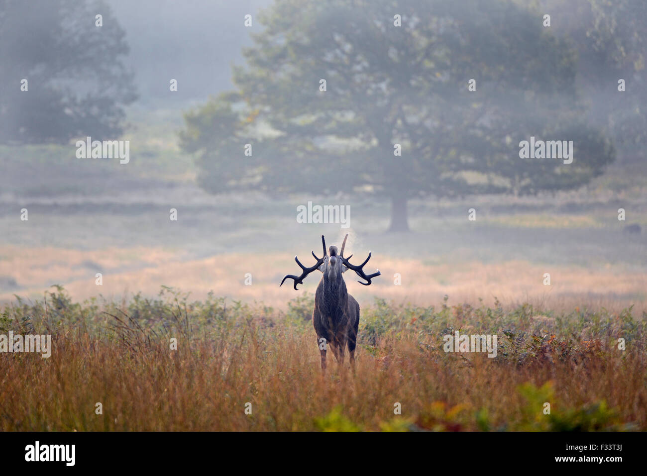 Rothirsch (Cervus Elaphus) Hirsch brüllen während der Brunft, Richmond Park in London September Stockfoto