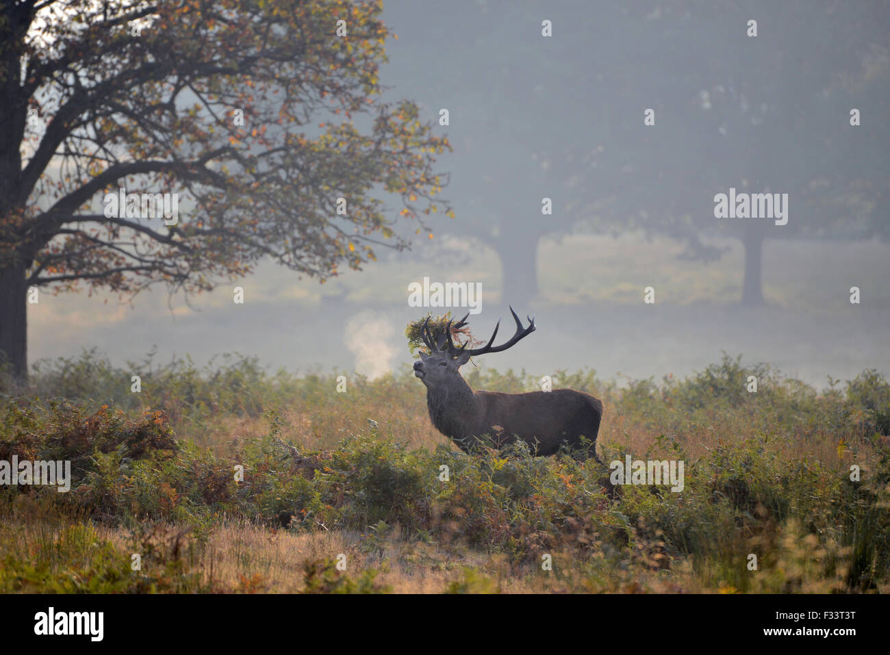 Rothirsch (Cervus Elaphus) Hirsch brüllen während der Brunft, Richmond Park in London September Stockfoto
