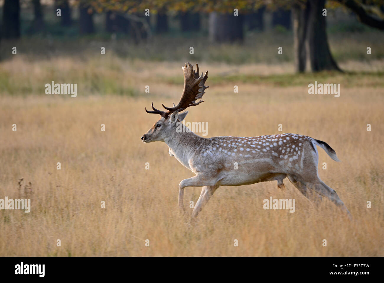 Damhirsch Dama Dama Buck in Herbst Brunft Norfolk Stockfoto