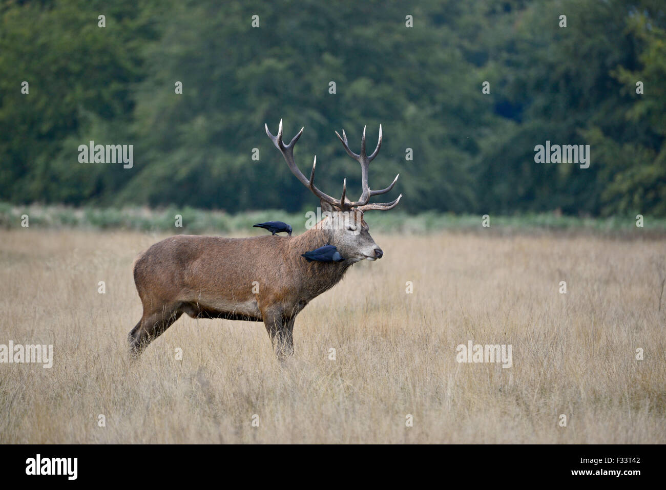 Rothirsch (Cervus Elaphus) Hirsch brüllen während der Brunft, Richmond Park in London September Stockfoto